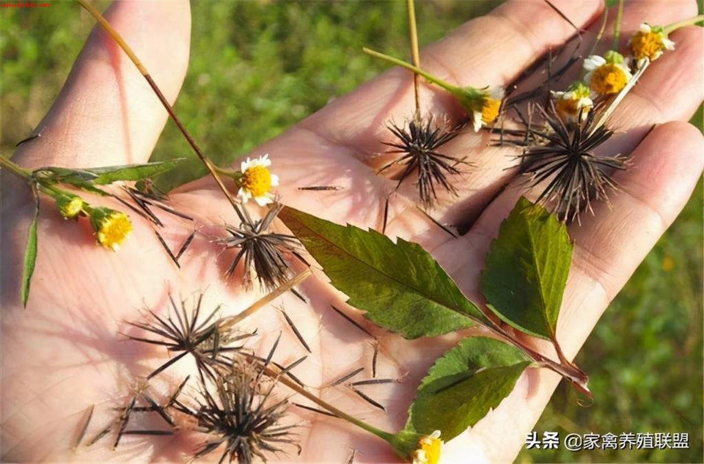 卖鸡前一个月，在料里加这3种草，鸡长得又肥又壮