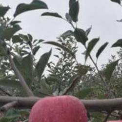 苹果树什么时候种植最好