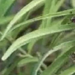 羊奶果的功效