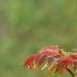 香椿怎么种植技术