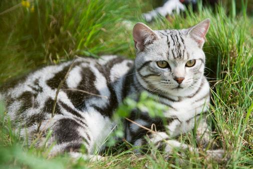 调教美国短毛猫的正确方法是什么