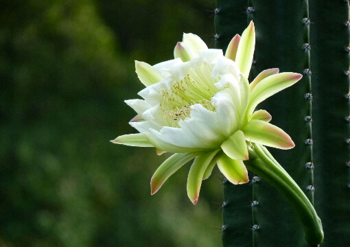 龙骨花的养殖方法-龙骨花在家居中的作用