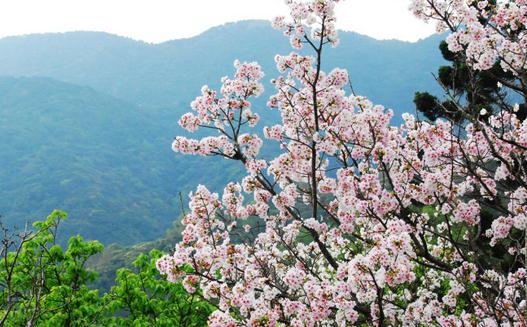 三月去台湾旅游最好的地方