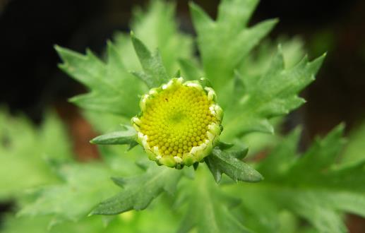 植物驱赶蚊虫 有驱蚊虫效果的植物