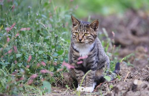 狸花猫会自己挑选主人 狸花猫幼猫成猫喂养指南