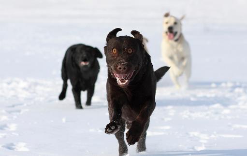 认识狂犬病，多一份认知就少点恐慌。