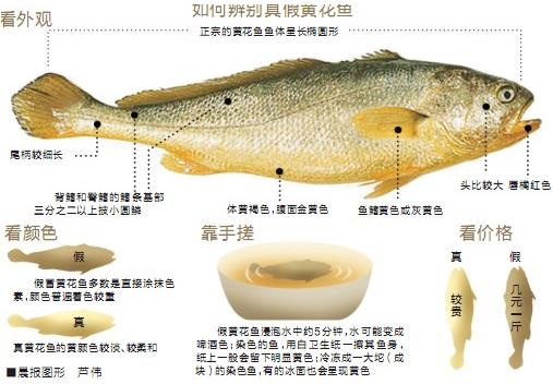 黄花鱼选购技巧：教你如何辨别“染色黄花鱼”