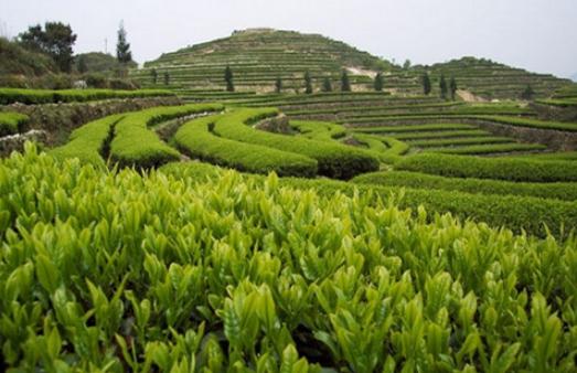 安溪茶怎么喝？安溪茶的功效