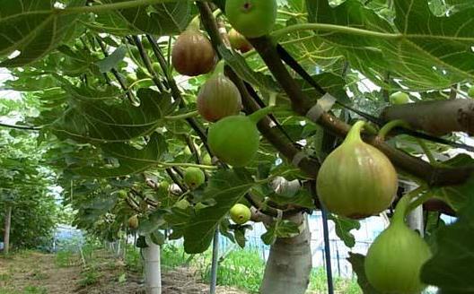 无花果食用价值与功效