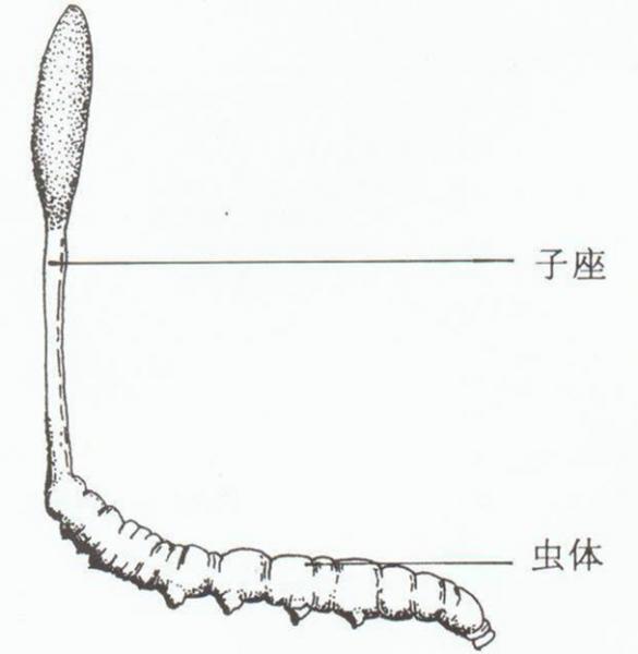 冬虫夏草是什么？冬虫夏草的功效与作用及食用方法
