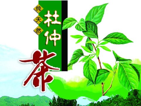 杜仲茶的营养价值-杜仲茶的作用与功效-杜仲茶的冲泡方法