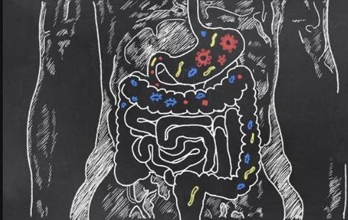 益生菌有益肠道健康 怎么吃才最好