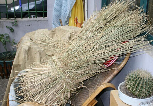 引起胆囊炎的原因-小麦秆代茶饮治胆囊炎