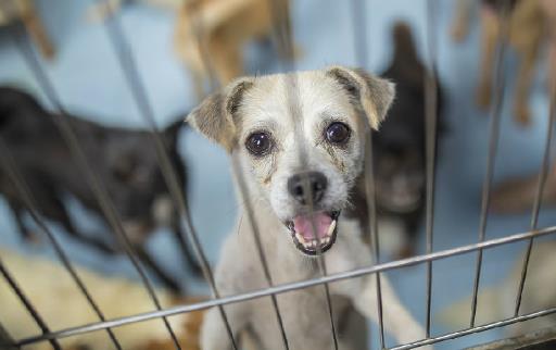 认识狂犬病，多一份认知就少点恐慌。