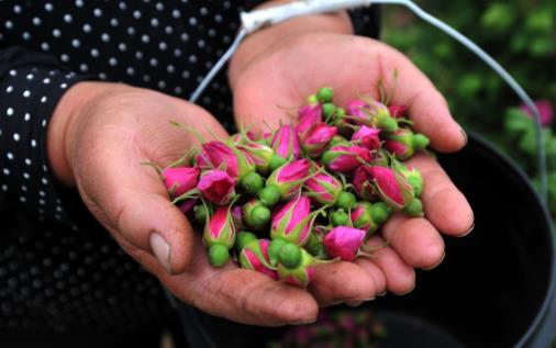 玫瑰花茶的功效与作用 想要美容养颜可多喝它