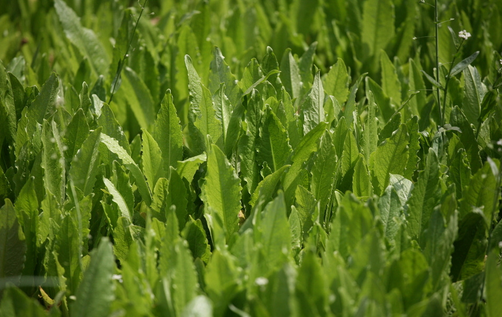 野菜不可乱吃 这些野菜可致死