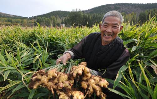 常吃生姜防百病 生姜简易贮藏四法