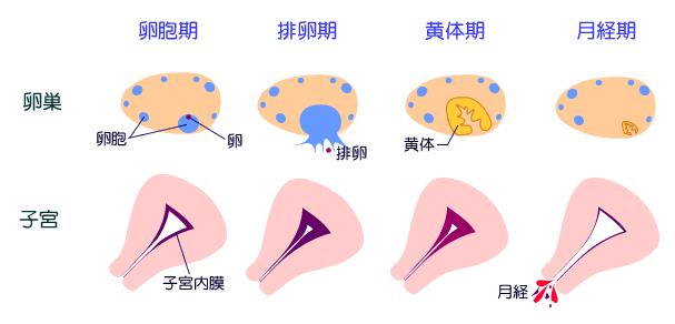 月经