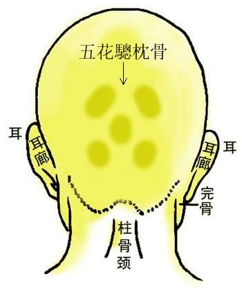 骨相图解：五花驄枕骨