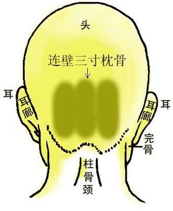 骨相图解：连璧三寸枕骨