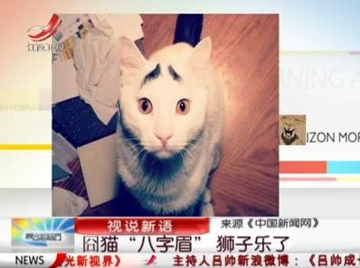 八字眉囧猫山姆网络爆红，细数囧猫愁眉苦脸的卖萌囧照