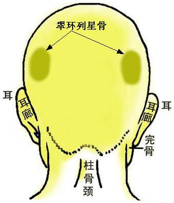 骨相图解：翠环列星骨