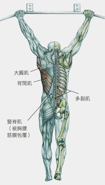 背部肌肉示意图