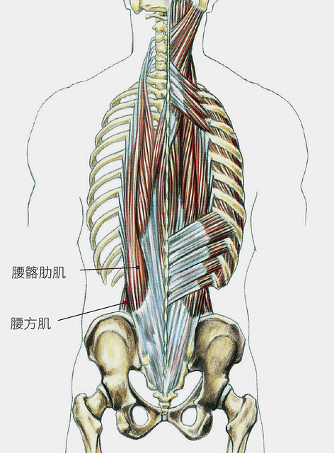 脊椎、肌肉示意图2