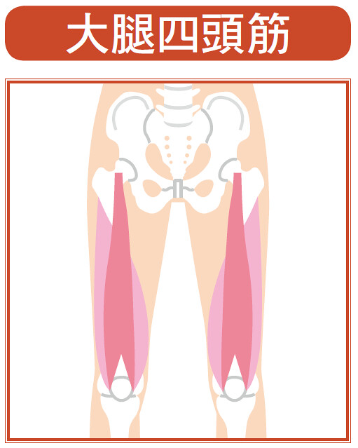 伸展膝盖肌肉体操：锻鍊这里！大腿四头肌