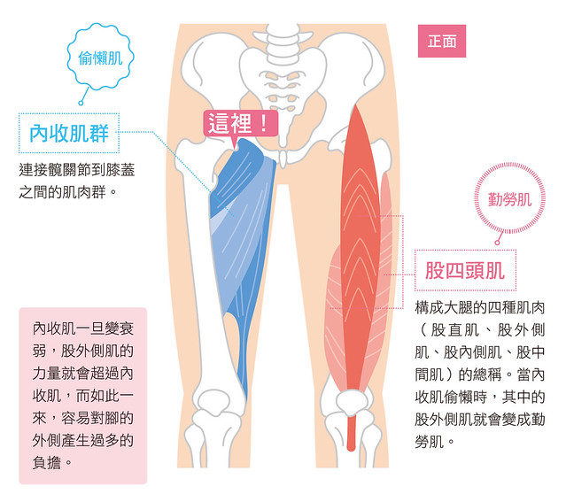 内收肌