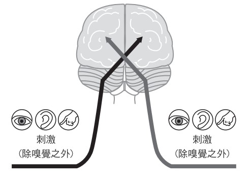 刺激活化大脑，要顺着神经路径走向