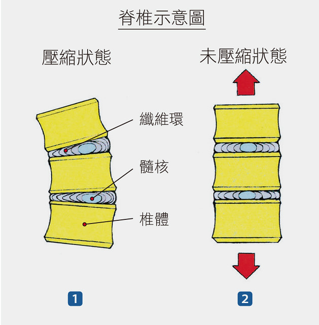 脊椎示意图2