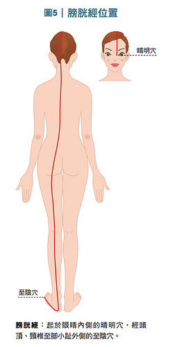 膀胱经经络位置图