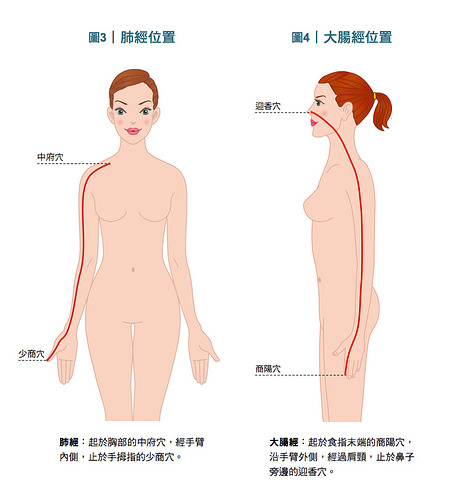 肺经与大肠经经络位置图