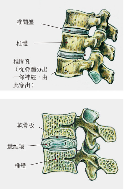 脊椎示意图