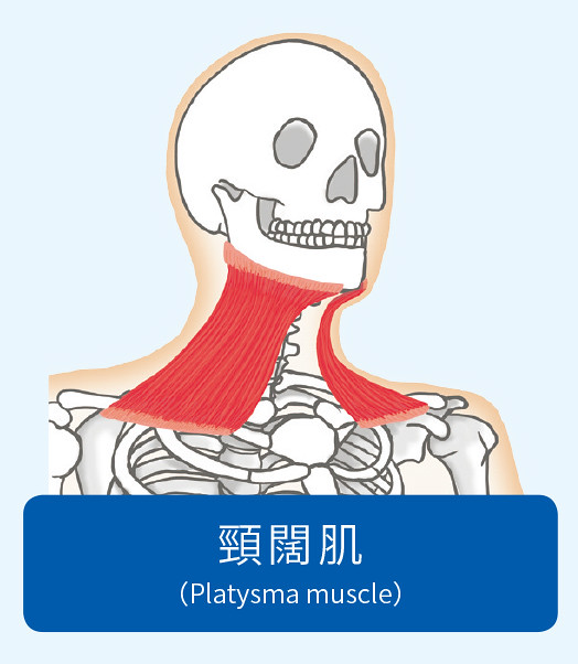 颈阔肌示意图