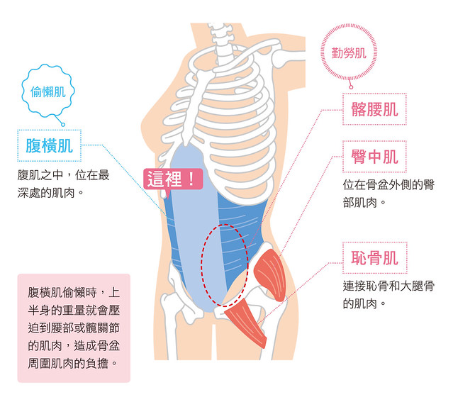 腹横肌