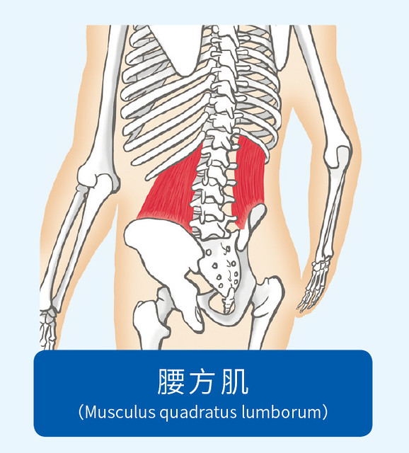 腰方肌示意图