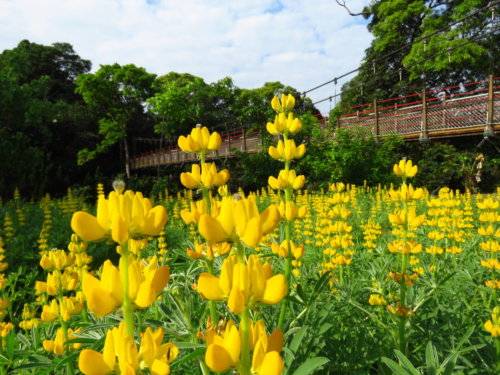 鲁冰花,文山农场实景