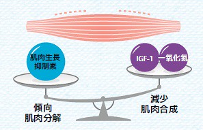 不运动时肌肉的分解开始进行，变得衰微