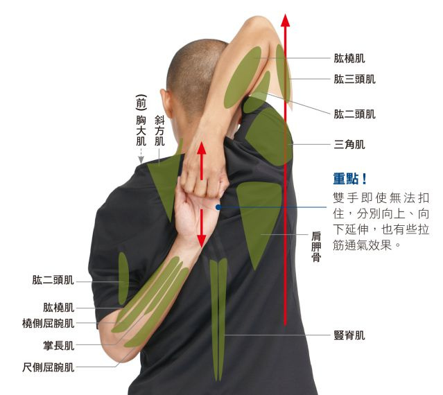 拉筋伸展操➌ 双手后接