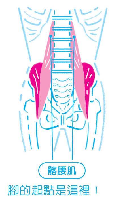 脚的起点是髂腰肌