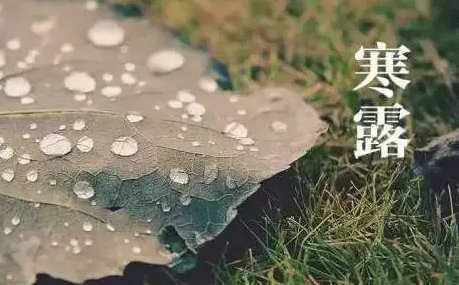 寒露的时候北方树木落叶了吗3