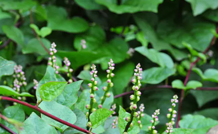 木耳菜生长需要什么条件1