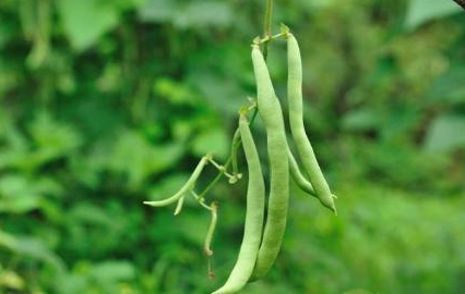 芸豆烂根死棵原因是什么3