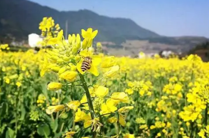 春季种植油菜花需要排水还是催熟3