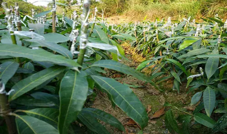 芒果幼苗叶片萎蔫是咋回事3