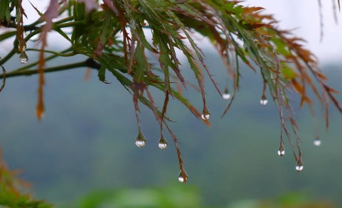 烧开的雨水可以煮饭吗3