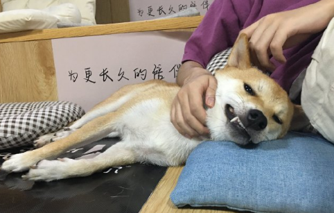 只要能喝水就排除狂犬病吗1