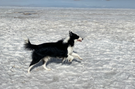 狂犬病潜伏期多长时间1